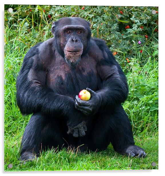 Chimp with an Apple Acrylic by Chris Thaxter