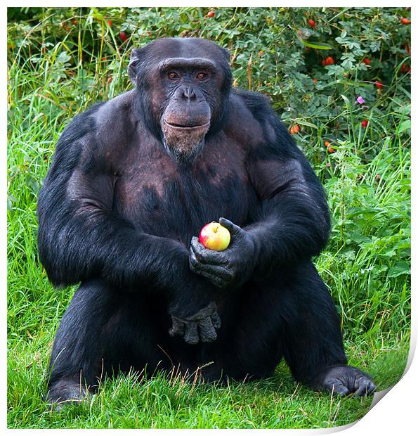 Chimp with an Apple Print by Chris Thaxter