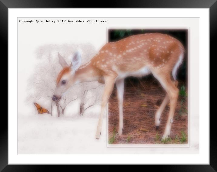 Curious Framed Mounted Print by Ian Jeffrey