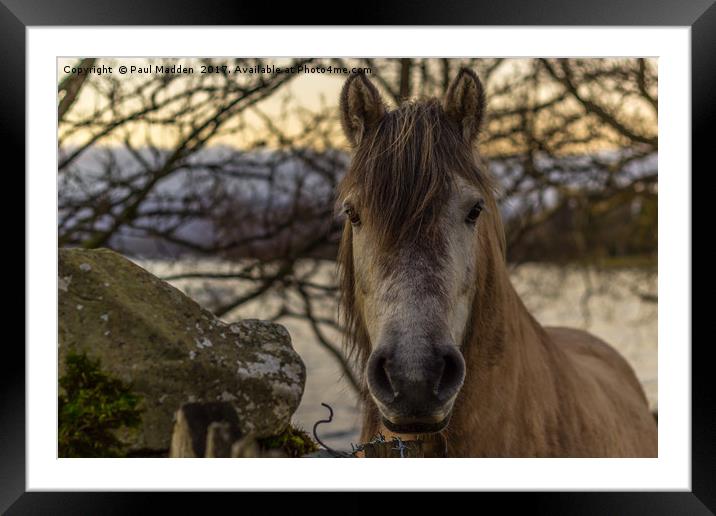 A Cumbrian Horse Framed Mounted Print by Paul Madden