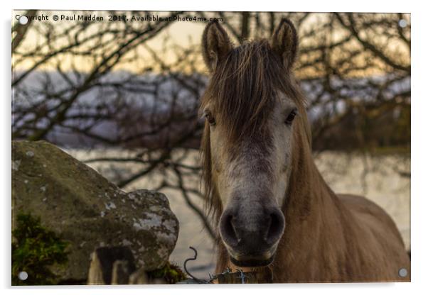 A Cumbrian Horse Acrylic by Paul Madden