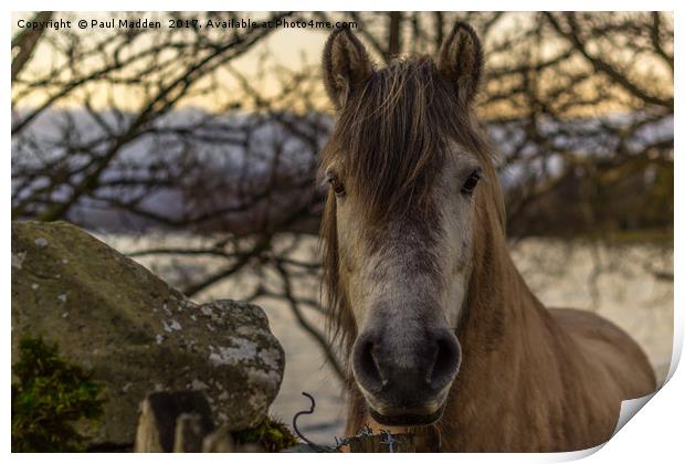 A Cumbrian Horse Print by Paul Madden