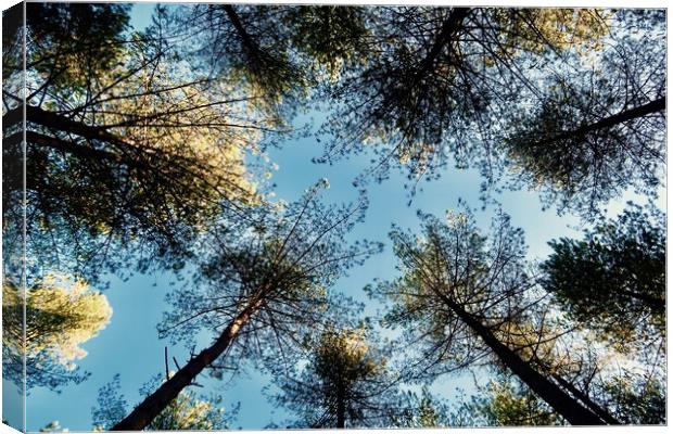 Looking Up To Trees Canvas Print by Mike Evans