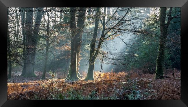 Sunlight through the Trees in the New Forest Framed Print by Sue Knight