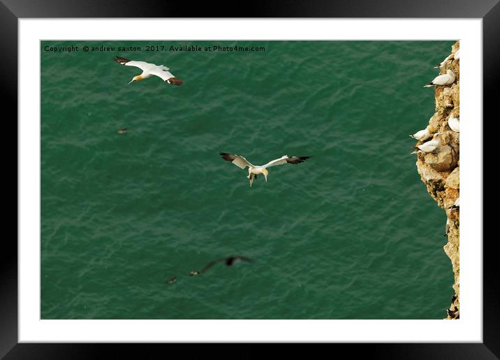 LEGS DOWN FOR LANDING Framed Mounted Print by andrew saxton