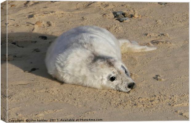 Where's my Mum? Tiny Baby Seal on Horsey Beach Nor Canvas Print by john hartley