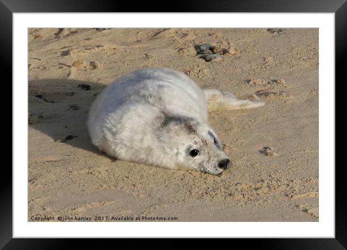 Where's my Mum? Tiny Baby Seal on Horsey Beach Nor Framed Mounted Print by john hartley