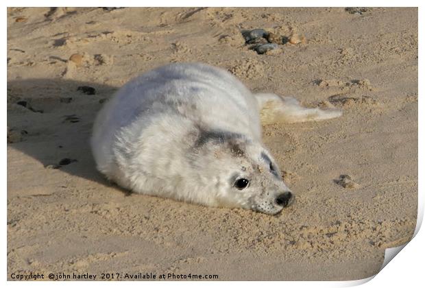 Where's my Mum? Tiny Baby Seal on Horsey Beach Nor Print by john hartley