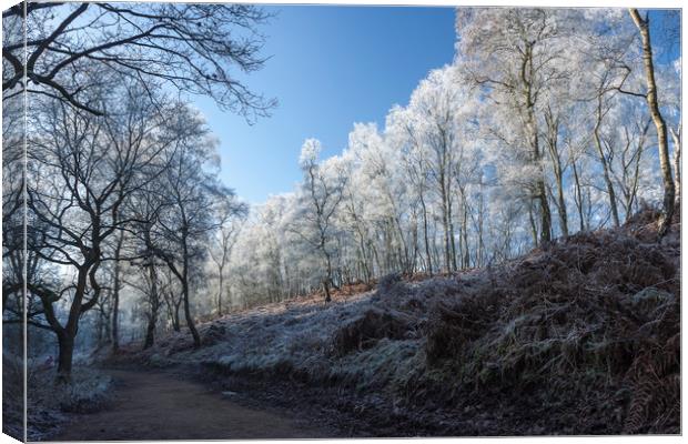 Winter on Cannock Chase Canvas Print by Dan Kemsley