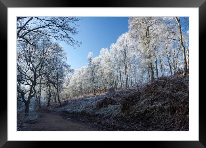 Winter on Cannock Chase Framed Mounted Print by Dan Kemsley
