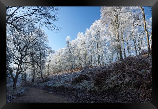 Winter on Cannock Chase Framed Print by Dan Kemsley