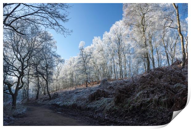 Winter on Cannock Chase Print by Dan Kemsley