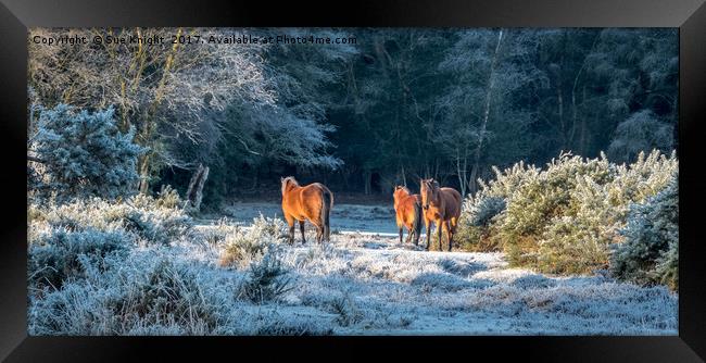 Horses in Winter sunlight Framed Print by Sue Knight