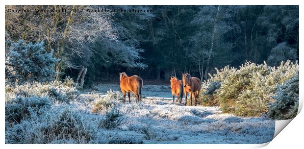 Horses in Winter sunlight Print by Sue Knight