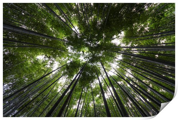 Bamboo Forest Canopy on a sunny day in Japan Print by Claire Wade