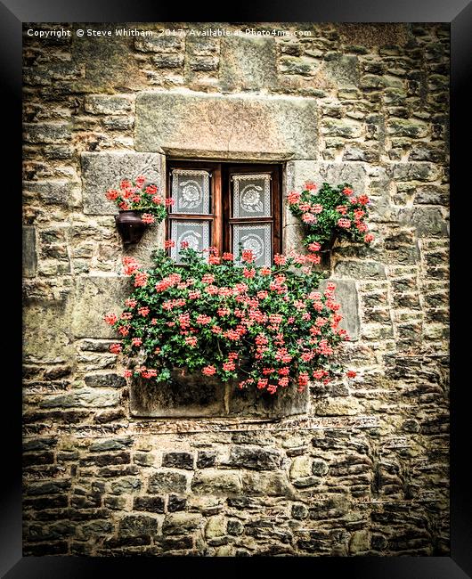 Geraniums around a cottage window Framed Print by Steve Whitham