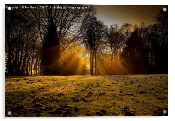 Winter rays Acrylic by Ian Purdy