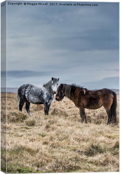 Dartmoor Ponies Canvas Print by Maggie McCall