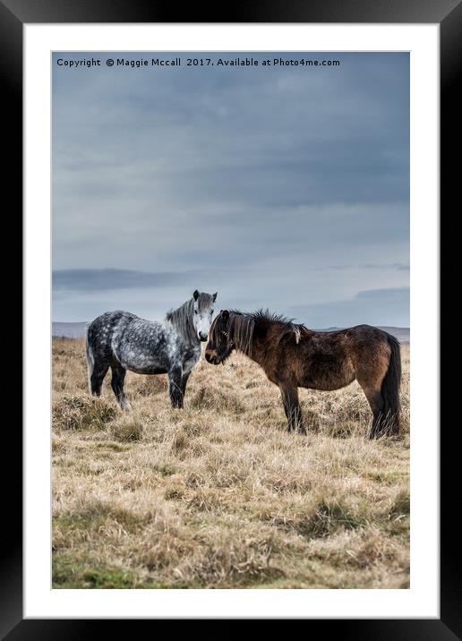 Dartmoor Ponies Framed Mounted Print by Maggie McCall