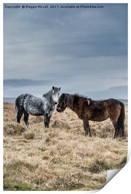 Dartmoor Ponies Print by Maggie McCall
