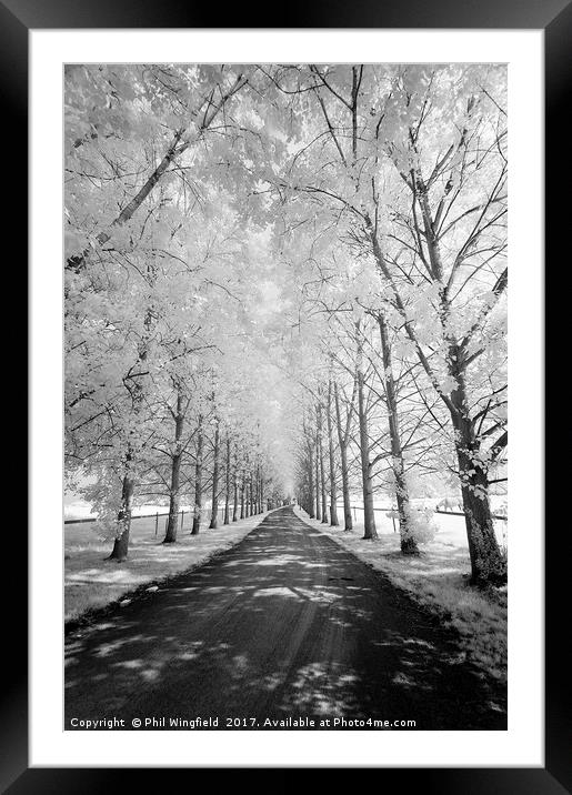 Avenue of Trees Framed Mounted Print by Phil Wingfield