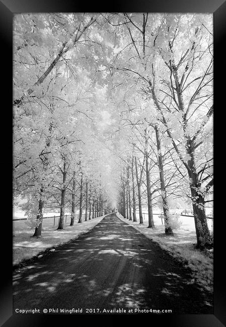 Avenue of Trees Framed Print by Phil Wingfield