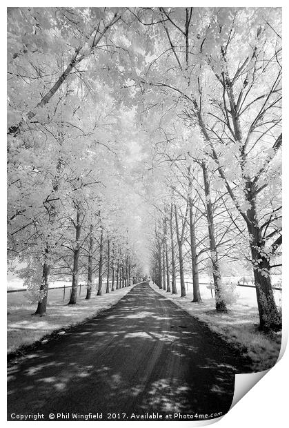 Avenue of Trees Print by Phil Wingfield
