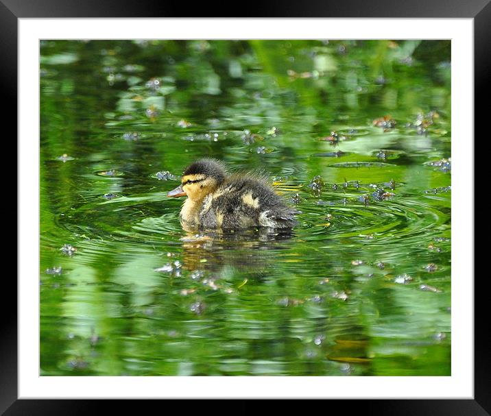 Duckling on Green Pond Framed Mounted Print by Phil English