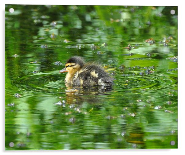 Duckling on Green Pond Acrylic by Phil English