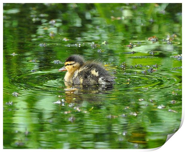 Duckling on Green Pond Print by Phil English