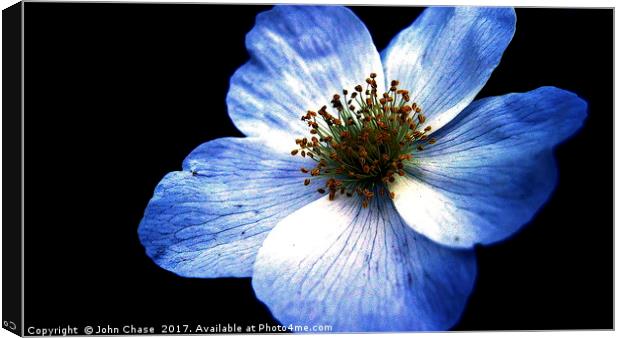 Blue Flower, Close-up Canvas Print by John Chase