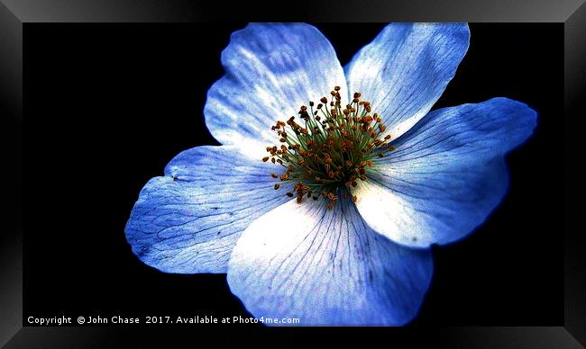 Blue Flower, Close-up Framed Print by John Chase