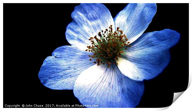 Blue Flower, Close-up Print by John Chase