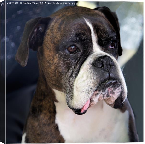 Boss Dog, Boxer Canvas Print by Pauline Tims