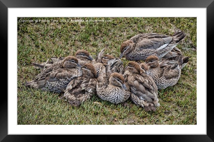 Quackers Framed Mounted Print by Pauline Tims