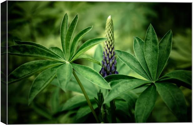 Lupin in Spring Canvas Print by Roxane Bay