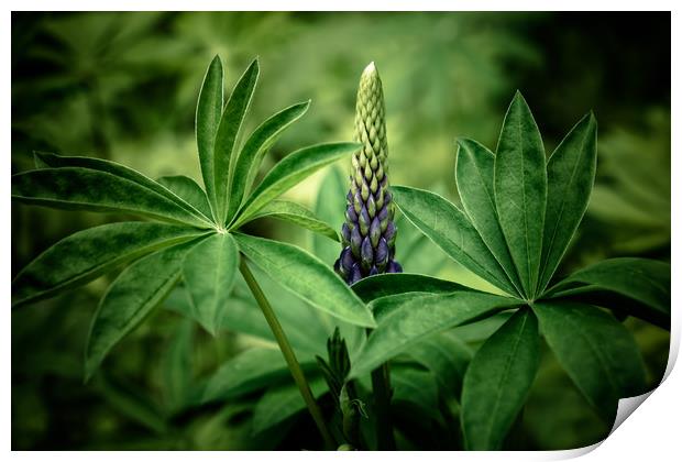 Lupin in Spring Print by Roxane Bay