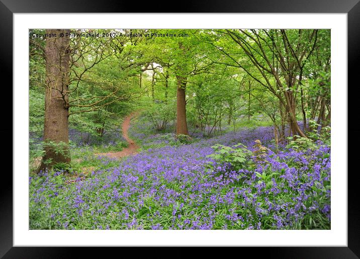 Bluebells in Langdon Hills                         Framed Mounted Print by Phil Wingfield