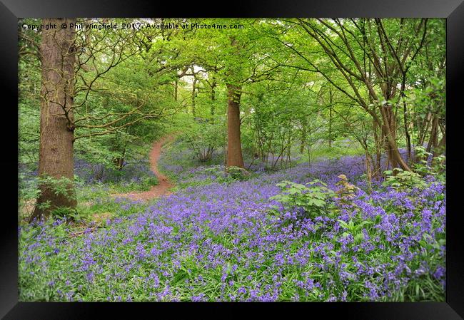 Bluebells in Langdon Hills                         Framed Print by Phil Wingfield