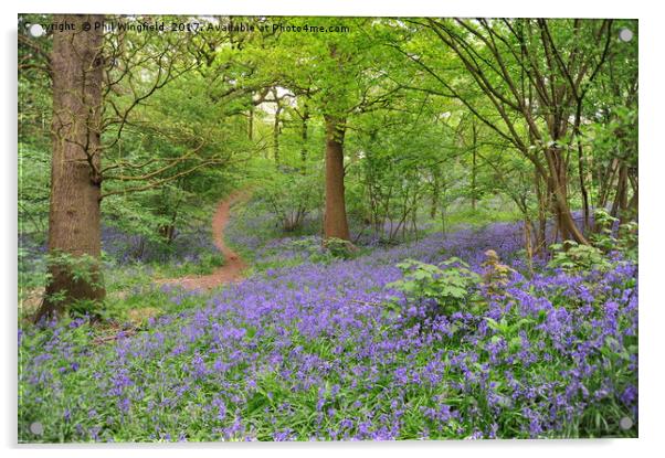 Bluebells in Langdon Hills                         Acrylic by Phil Wingfield