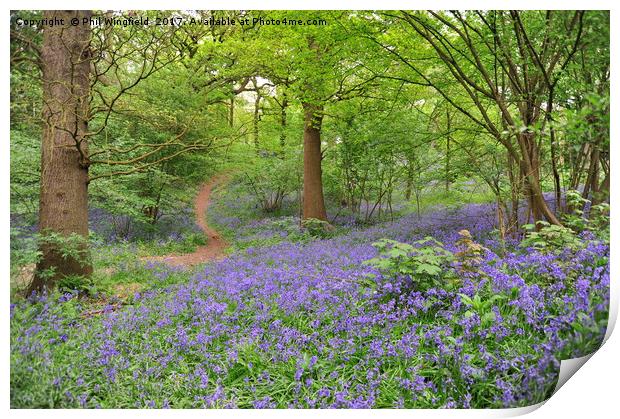 Bluebells in Langdon Hills                         Print by Phil Wingfield