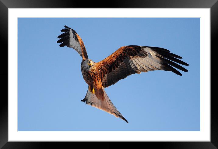 red Kites. Framed Mounted Print by Andrew chittock