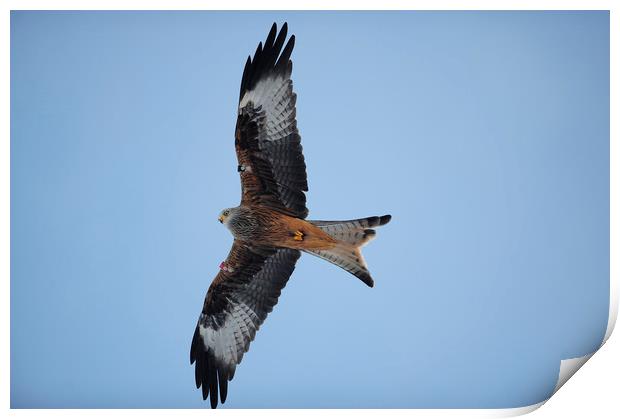 red Kites. Print by Andrew chittock