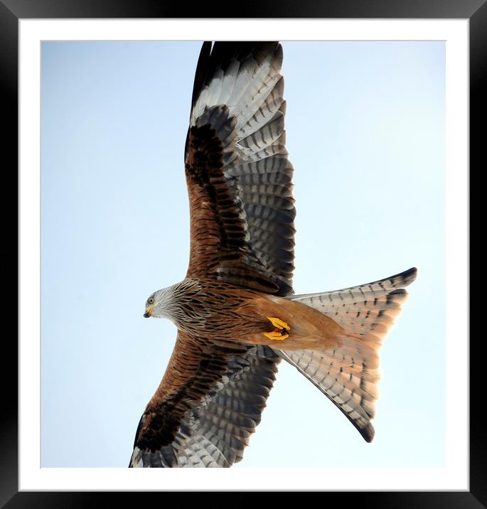 red Kites. Framed Mounted Print by Andrew chittock