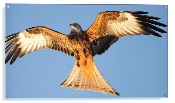 red Kites. Acrylic by Andrew chittock