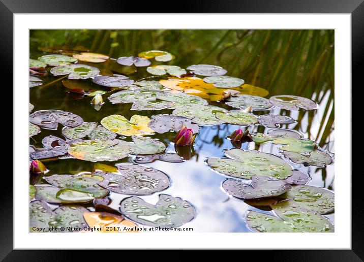 Water Lilies Framed Mounted Print by Milton Cogheil
