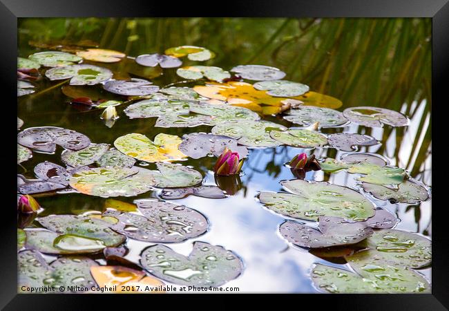 Water Lilies Framed Print by Milton Cogheil