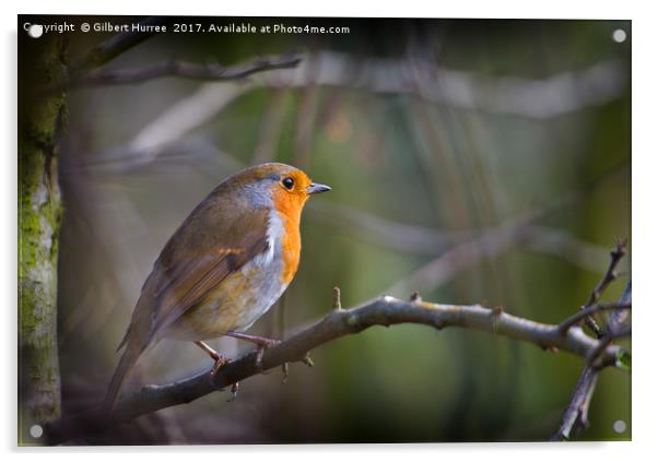 Dawn Serenade of a Winter Robin Acrylic by Gilbert Hurree