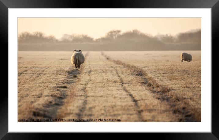 Pregnant sheep walking the track Framed Mounted Print by Simon Bratt LRPS