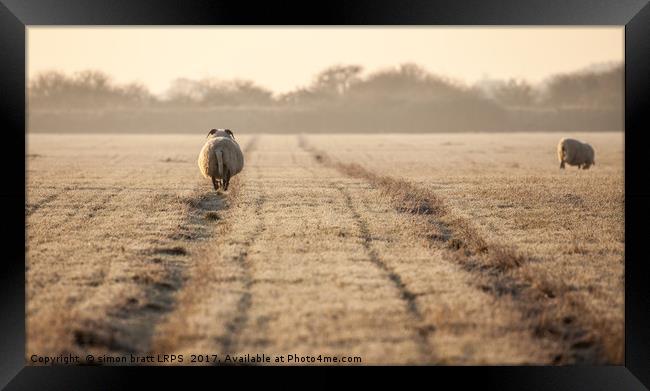 Pregnant sheep walking the track Framed Print by Simon Bratt LRPS